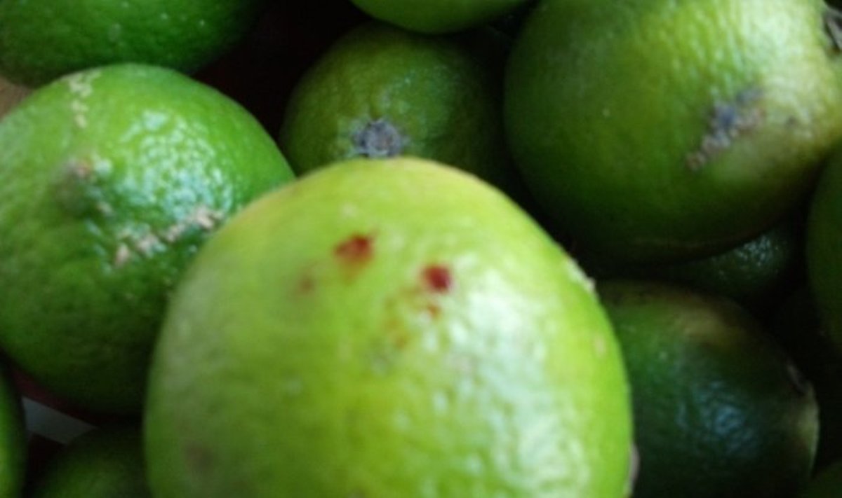 Žaliosios citrinos subadytos tariamai užkrėstu švirkštu