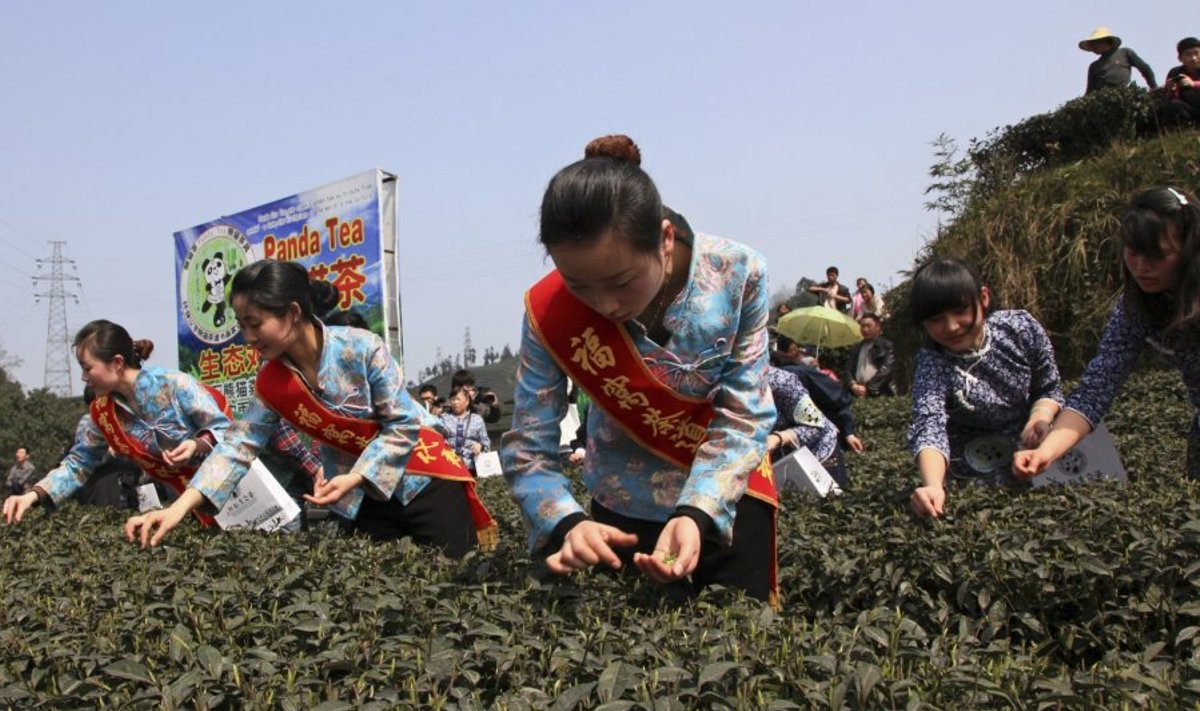 Darbuotojos renka pandos išmatose užaugintą arbatą 