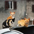 Mokslininkai neplanavę atliko nejaukų tyrimą: išalkusios katės kartais valgo ir žmogieną