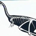 Kinijos mokslininkai atrado vienpirščio dinozauro fosilijas