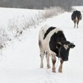 Kaimynai iš Rytų lietuviškų gyvulių nori dėl genų fondo