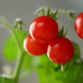Kas labiau skatina pomidorų augimą biure – vaizdas į Seimą ar Gedimino pilį