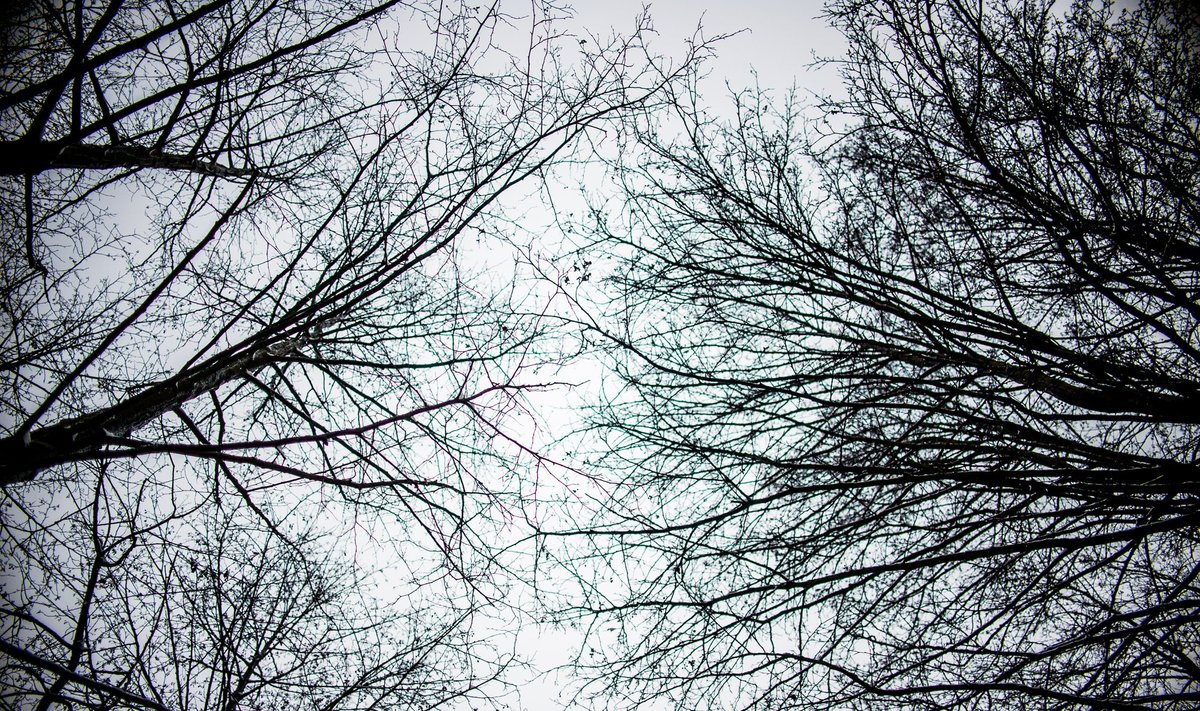 First snow in a Dzūkija Forest