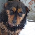 Vilniuje sadistai žiauriai nukankino šunį