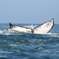 Tirdami banginius ieškojo atsakymo, kaip ilgiau gyventi
