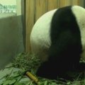 Taipėjaus zoologijos sode panda susilaukė jauniklio