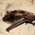 Dėl Kauno forte gyvenančių šikšnosparnių specialiai kertami krūmai