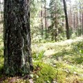 Priimti Lietuvos miškų įstatymo pakitimai