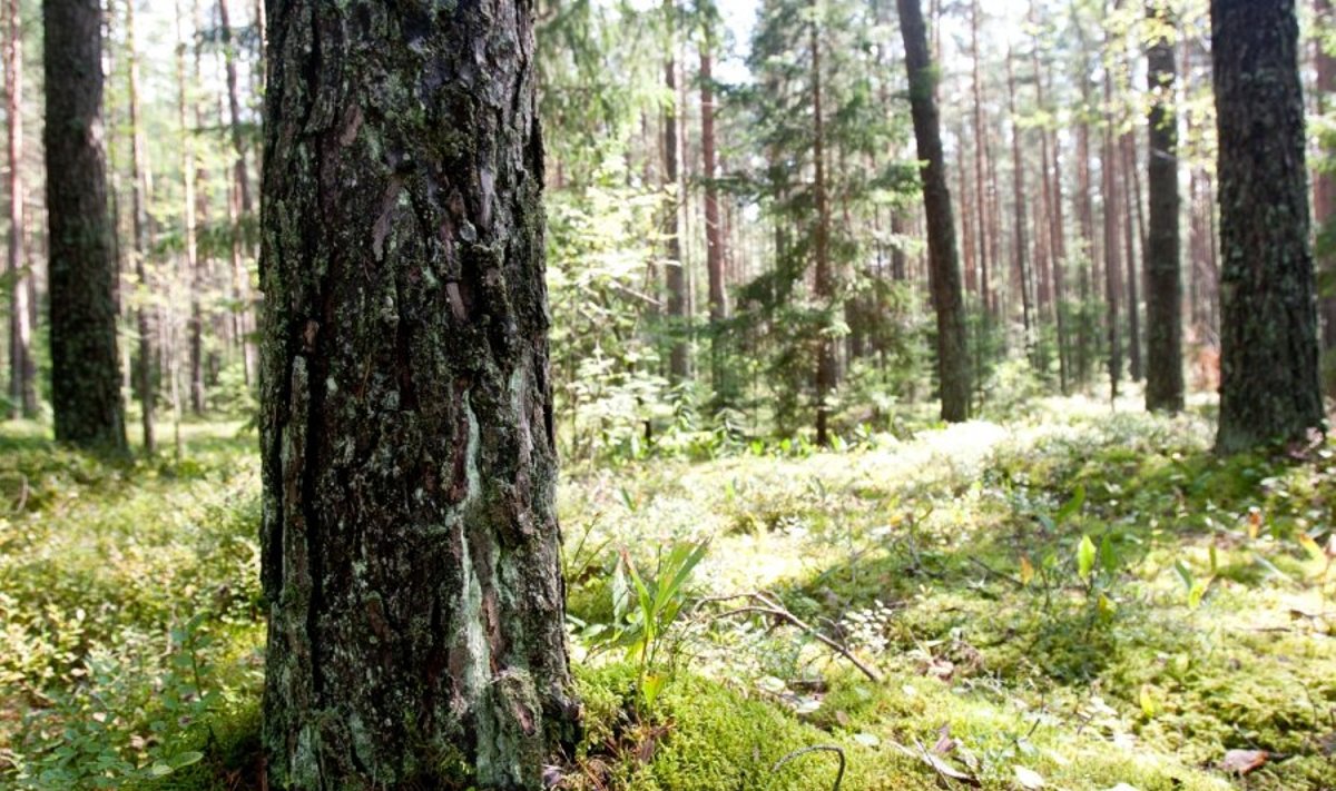 Pakeisti Lietuvos miškų įstatymai