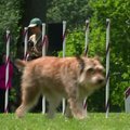 Vestminsterio klubo šunų parodoje – keturių papildomų veislių keturkojai