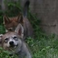 Naujausi Monterėjaus zoologijos sodo gyventojai – padykę vilkiukai