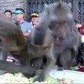 Tailande beždžionėms surengta penkių žvaigždučių puota