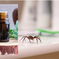 Jau netrukus į jūsų namus užsuks vorai: kvapas, kurio jie bijo labiau už viską