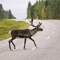 Perspėjimas vairuotojams: vasarą kelyje daugėja ne tik automobilių, bet ir laukinių gyvūnų