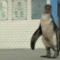 Pasiklydęs pingvinas atsidūrė policijos nuovadoje