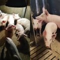Valstybinėje įmonėje – nesuvokiamas žiaurumas: kiaulės marinamos badu, rastas nelegalus cechas