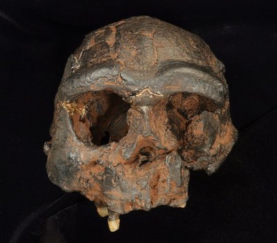 Sangiran 17 Homo erectus kaukolės iš Javos salos replika (Trustees of the Natural History Museum nuotr.)