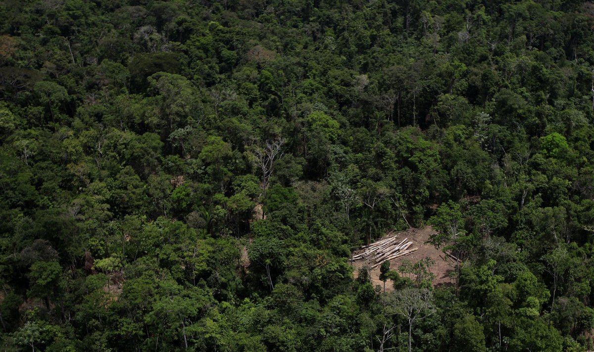 Aplinkosaugos pareigūnas ant nelegaliai nukirstų medžių rietuvės (Amazonės miškai, Brazilija)