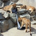 Londono zoologijos sode - nauja erdvė nykstantiems Azijos liūtams