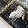 Two Lithuanian Social Democratic Party politicians draw party’s criticism for supporting fur farming