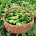 Pirmosios lietuviškos daržovės: pigu nebus