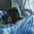 Konge iš vyro konfiskuota reta kalnų gorila