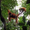 Indonezijos plantacijų darbininkai nušovė ir suvalgė orangutaną