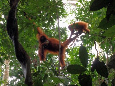 Orangutanai Š.Sumatroje, Indonezija