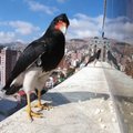 Bolivijoje paukščiai ieško prieglobsčio miesto džiunglėse