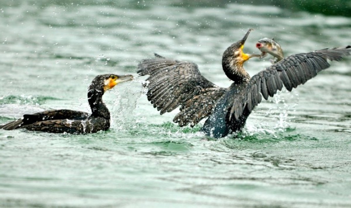 Žvejai žuvimi dalintis su kormoranais nenori