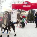 Šunų kinkinių lenktynės Prancūzijos Alpėse šįkart be žiūrovų
