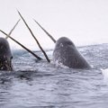 Kanadoje sučiuptas lietuvis, dešimtmetį užsiėmęs narvalų ilčių kontrabanda