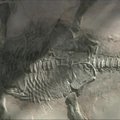 Meksikoje rastas reptilijos skeletas padės išsiaiškinti, kodėl baigėsi dinozaurų era