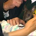 Kinijos ministro primininko susitikimą su Australijoje paįvairino kengūros jauniklis