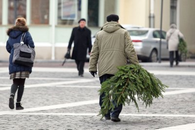 Prieš šventes gyventojai noriai nešėsi į namus eglutes ir jų šakas, tačiau po švenčių ne visi jas pašino taip, kaip reikia