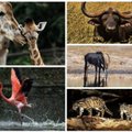 Už kiek galima sumedžioti laukinį Afrikos gyvūną?