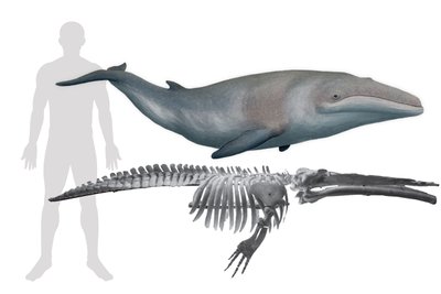 Paratečio jūra buvo daugiau niekur nerandamų rūšių namais, tarp kurių ir Cetotherium riabinini (žmogus šalia pavaizduotas dėl mastelio), mažiausių pasaulyje fosilinių banginių. Pavel Gol’Din; Lena Godlevska/Wikimedia Commons nuotr.