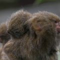 Britanijos zoologijos sode – vienos iš mažiausių beždžionių rūšių pasaulyje