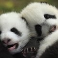 San Diego zoologijos sode pasaulį išvydo pandos jauniklis