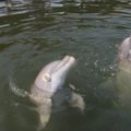 Floridoje delfinas uždengtomis akimis sugeba pamėgdžioti kitus būrio narius