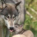 Teismas patenkino Aplinkos ministerijos skundą - vilkų medžioklė atnaujinama