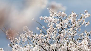 Japanese culture and sakura blossom festival kicks off in Capital of Culture