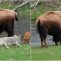 Kojotas bandė užpulti bizono jauniklį: jo motina plėšrūnui užkūrė tikrą pirtį