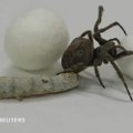 Tvirtesnio šilko paieškos: eksperimentai su šilkaverpiais ir vorais