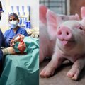 Istorinė akimirka žmonijos istorijoje: pirmą kartą žmogui sėkmingai persodinta genetiškai modifikuotos kiaulės širdis
