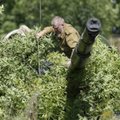 Rytų Ukrainoje atnaujinta ugnis iš sunkiųjų ginklų, yra aukų