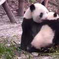 „Slaptas pandų gyvenimas“ (XIX): šeimos artumo akimirkos
