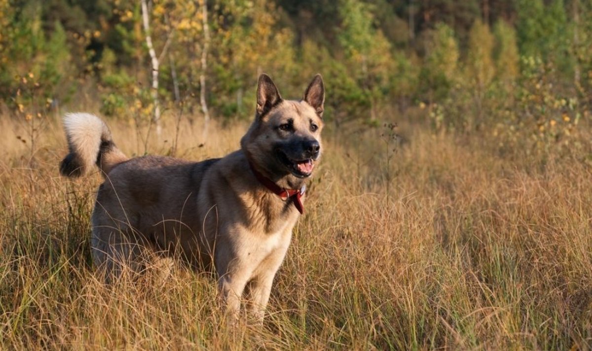 Vakarų Sibiro laikos veislės šuo 