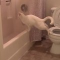 Katinui nepavyko žmoniškai pasinaudoti tualetu