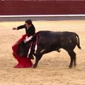 Po ilgos pertraukos Madride sugrįžo bulių kautynės